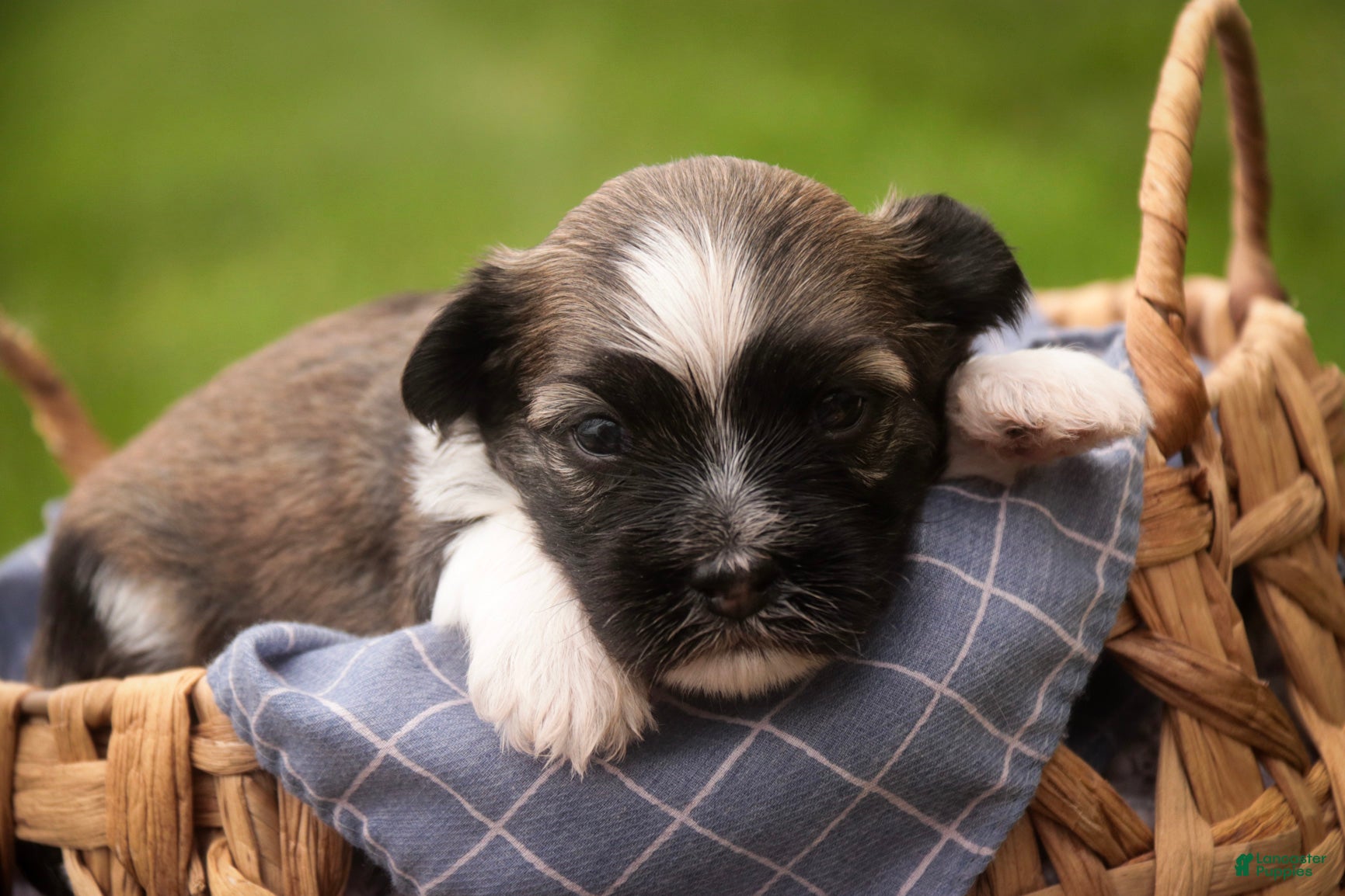 Havanese dogs Atlas Havanese  - Ad 1
