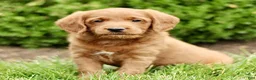 Labradoodle dogs for sale: Sky  - Ad 2