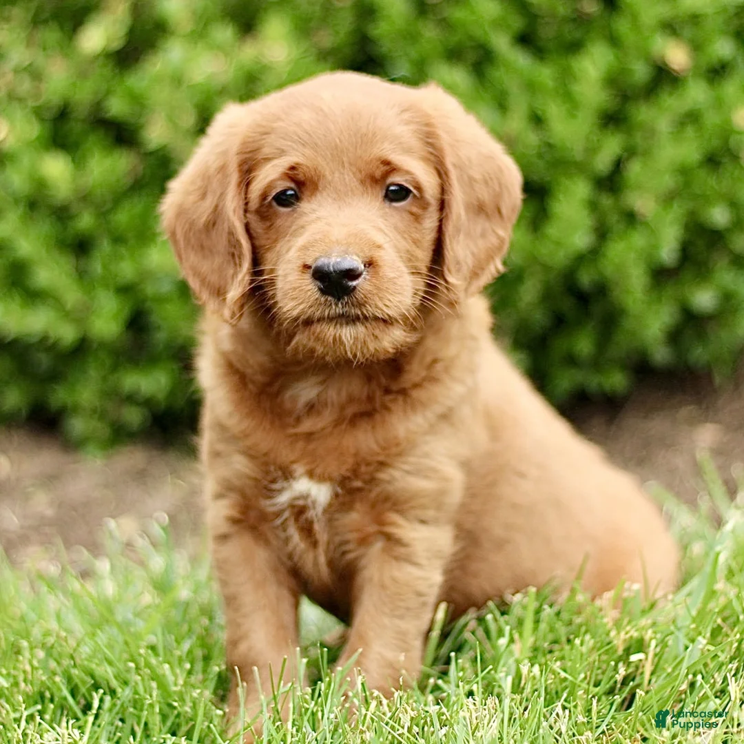 Labradoodle dogs for sale: Sky  - Ad 2