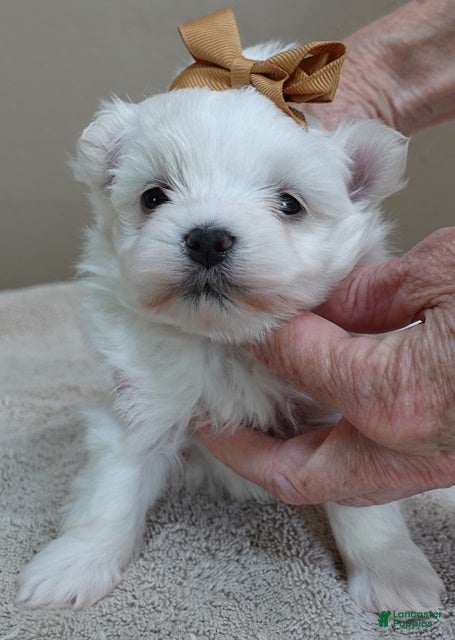 Maltese dogs Harpo - Ad 6