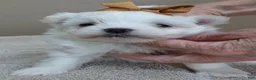 Maltese dogs for sale: Harpo - Ad 1