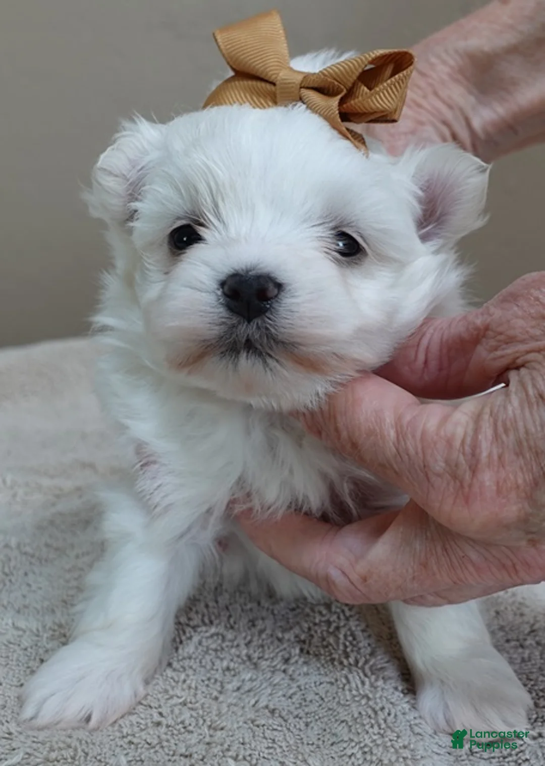 Maltese dogs for sale: Harpo - Ad 1