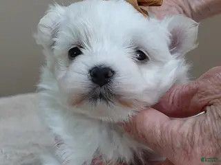 Maltese dogs Harpo - Ad 6