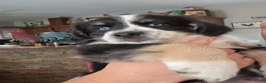 Miniature Australian Shepherd 6