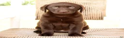 Labrador Retriever dogs for sale: Kelly - Ad 8