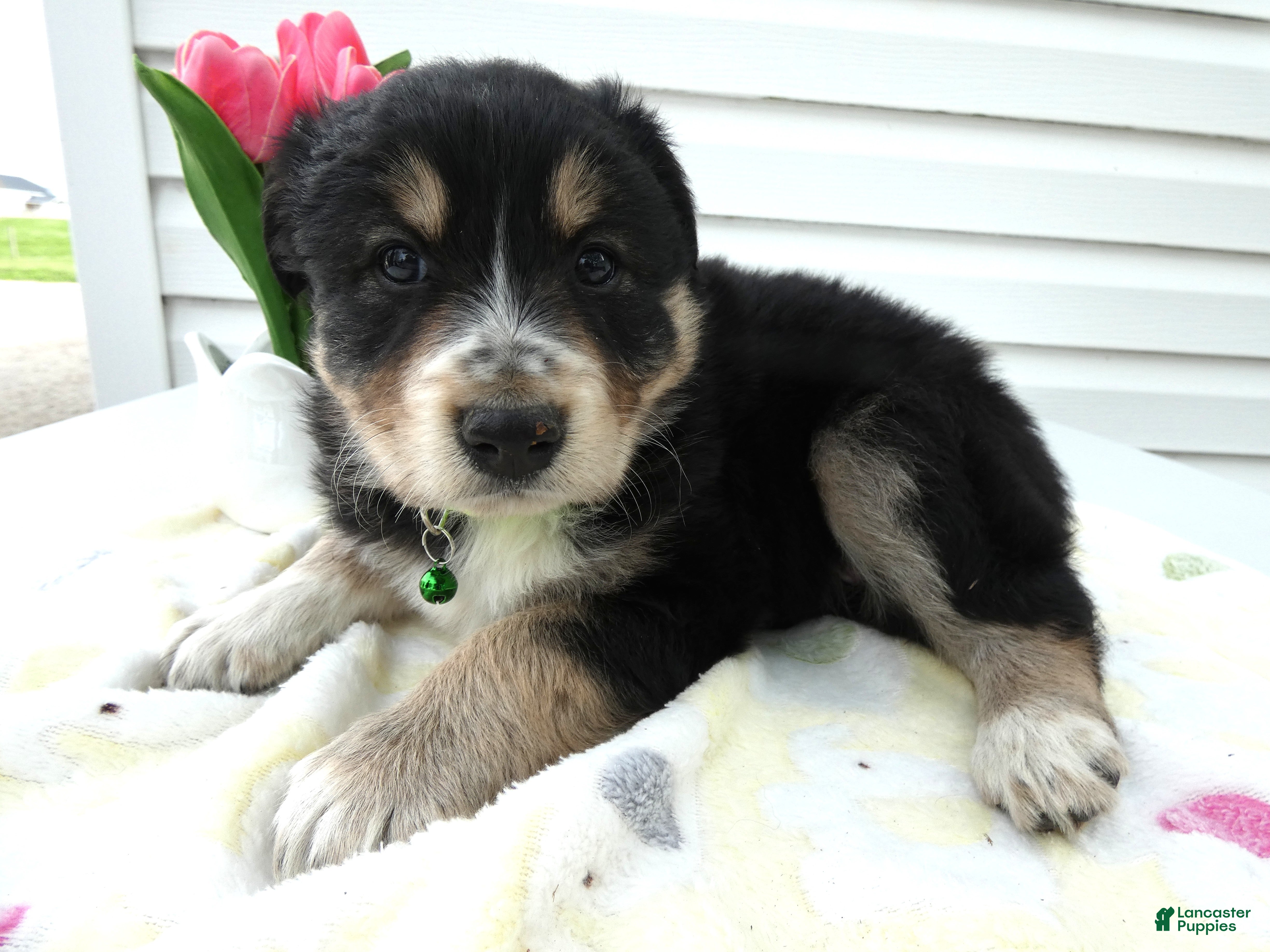 Miniature Australian Shepherd dogs for sale: Miniature Australian Shepherd Puppy 3 Jasper - Ad 2