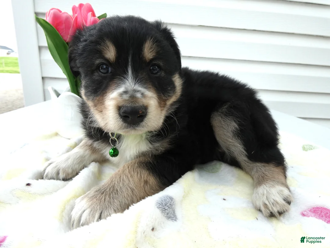 Miniature Australian Shepherd dogs for sale: Miniature Australian Shepherd Puppy 3 Jasper - Ad 1