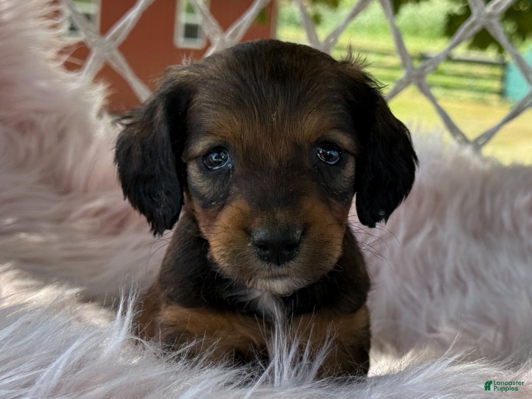 Dachshund Puppies Dackel Jack Russel Welpen Dottie For Sale In