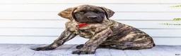 English Mastiff dogs for sale: Max - Ad 9