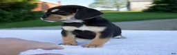 Beabull dogs for sale: Kipp - Ad 5