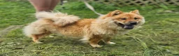 Chow Chow dogs for sale: Lilac male - Ad 3