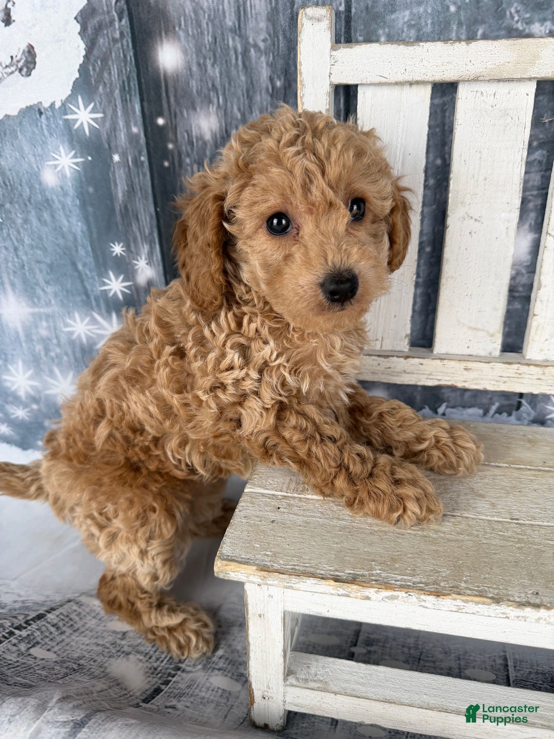 Cavapoo dogs for sale: Willow - Ad 9