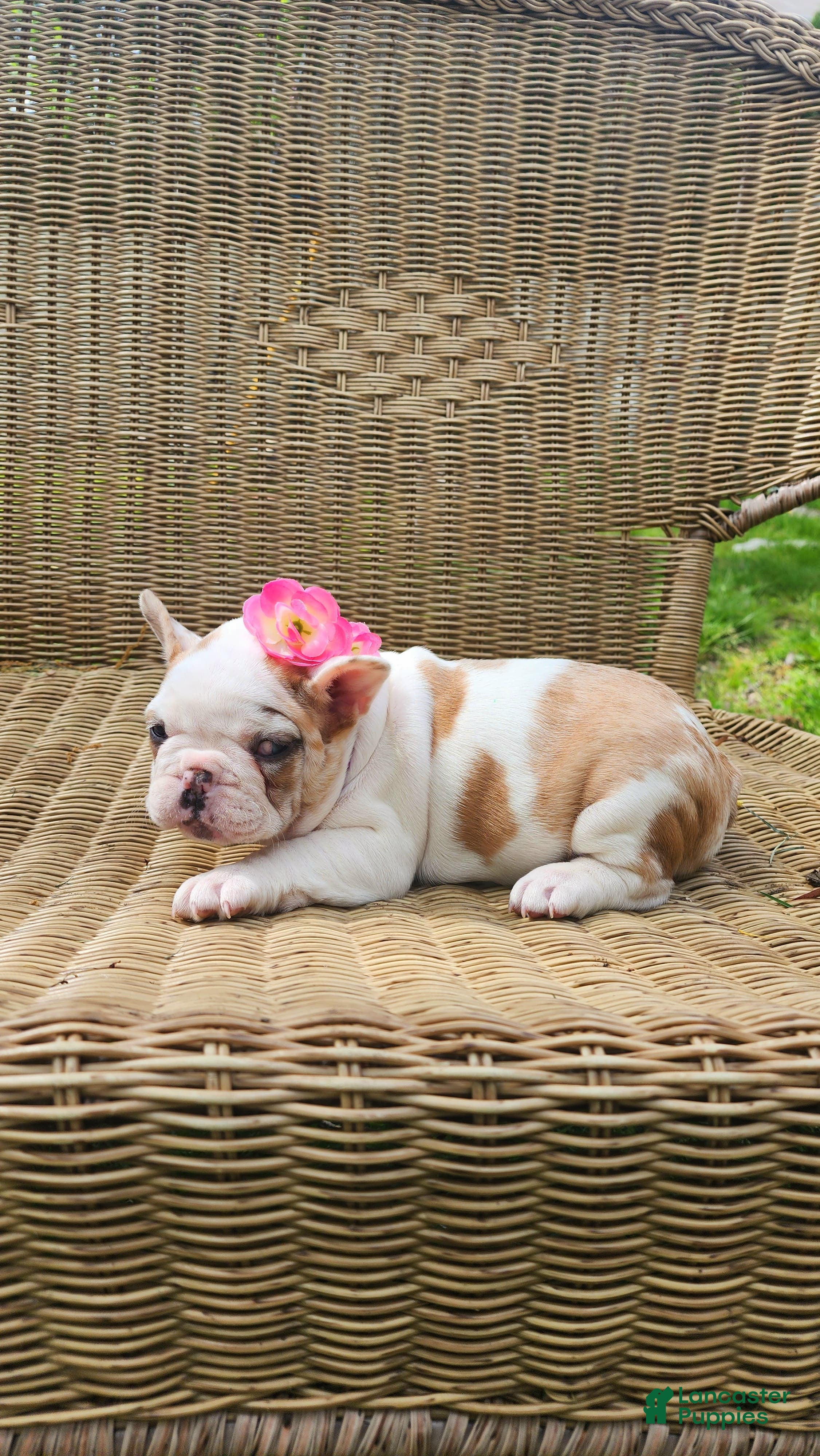French Bulldog dogs for sale: French Bulldog Puppy 4 - Ad 1