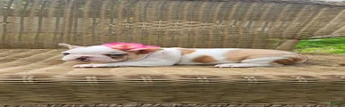 French Bulldog Puppy 4