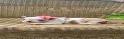 French Bulldog dogs for sale: French Bulldog Puppy 4 - Ad 1