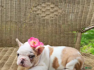 French Bulldog dogs for sale: French Bulldog Puppy 4 - Ad 1