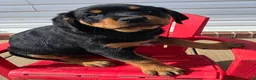 Rottweiler dogs for sale: Rottweiler Puppy 1 - Ad 12