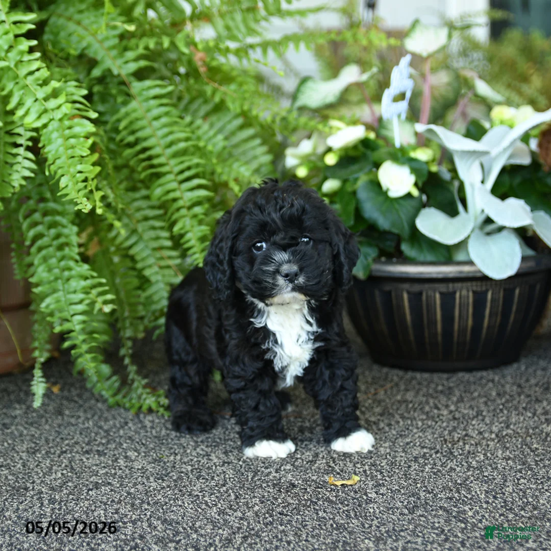 Cockapoo dogs for sale: Crew - Ad 2