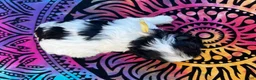 Yorkiepoo dogs for sale: Charlie  - Ad 3