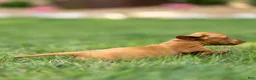 Miniature Dachshund dogs for sale: Mylan Miniature Dachshund  - Ad 4