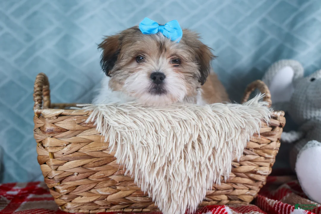 Teddy Bear dogs for sale: GIGI - Ad 7