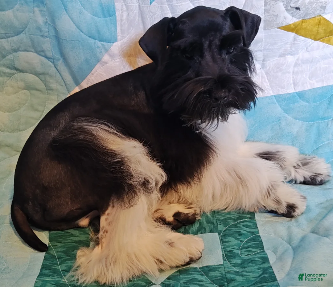 Miniature Schnauzer dogs for sale: Bubba - Ad 1