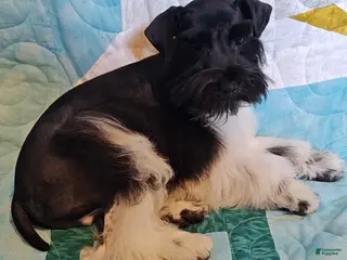 Miniature Schnauzer dogs for sale: Bubba - Ad 2