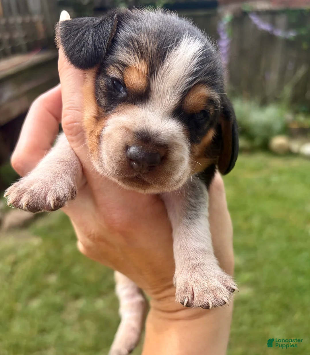 Beagle dogs for sale: Mr Red - Ad 2