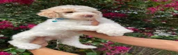Goldendoodle dogs for sale: Charlie - Ad 1