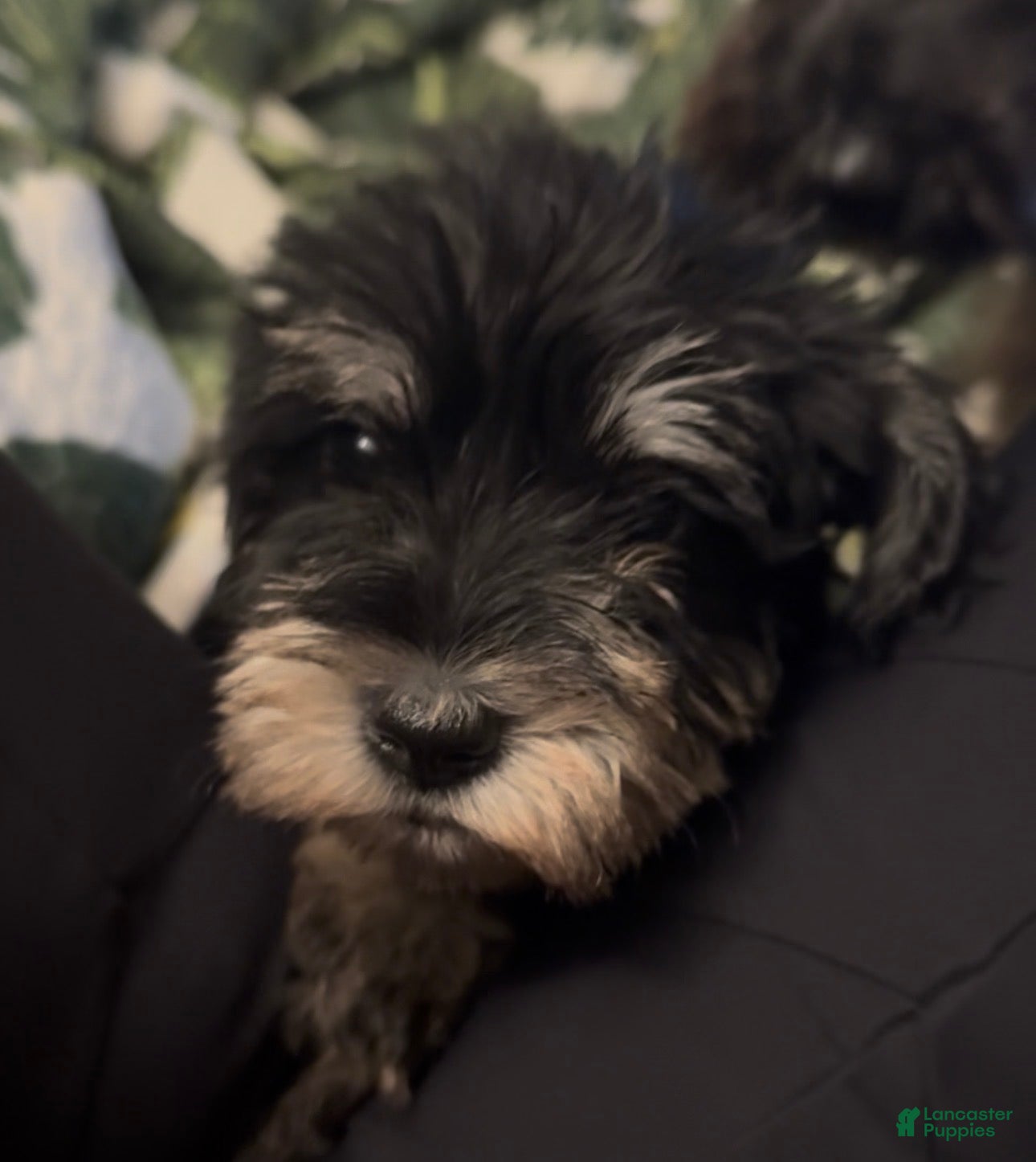 Miniature Schnauzer dogs Boy Orange - Ad 7