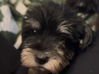Miniature Schnauzer dogs Boy Orange - Ad 24