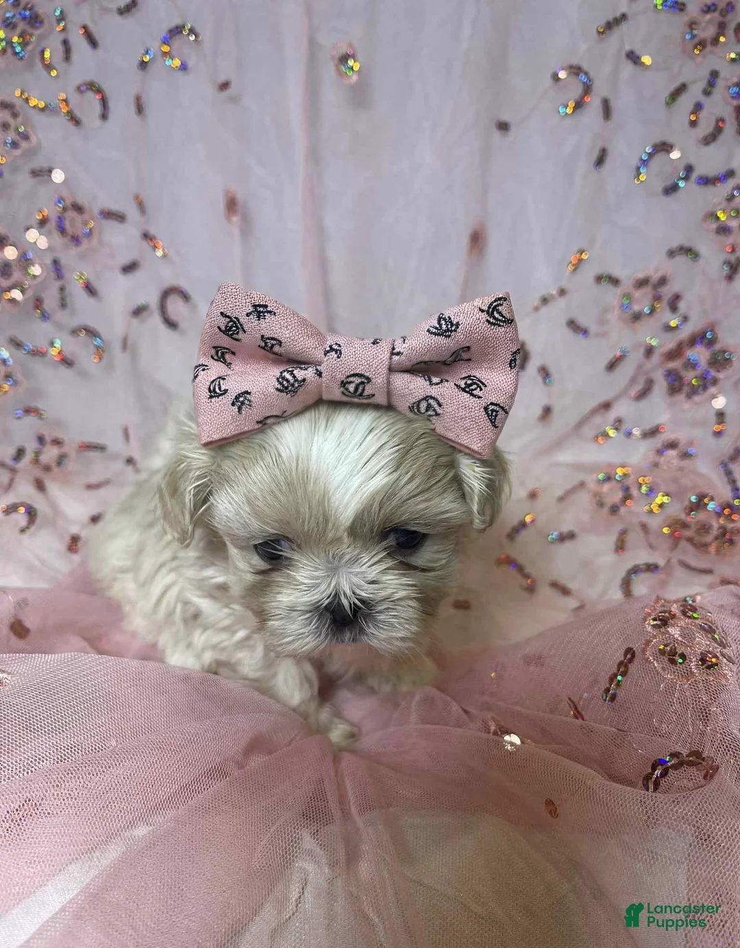 Shih Tzu dogs for sale: Shih Tzu Puppy 1 - Ad 1