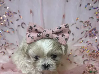 Shih Tzu dogs Shih Tzu Puppy 1 - Ad 3