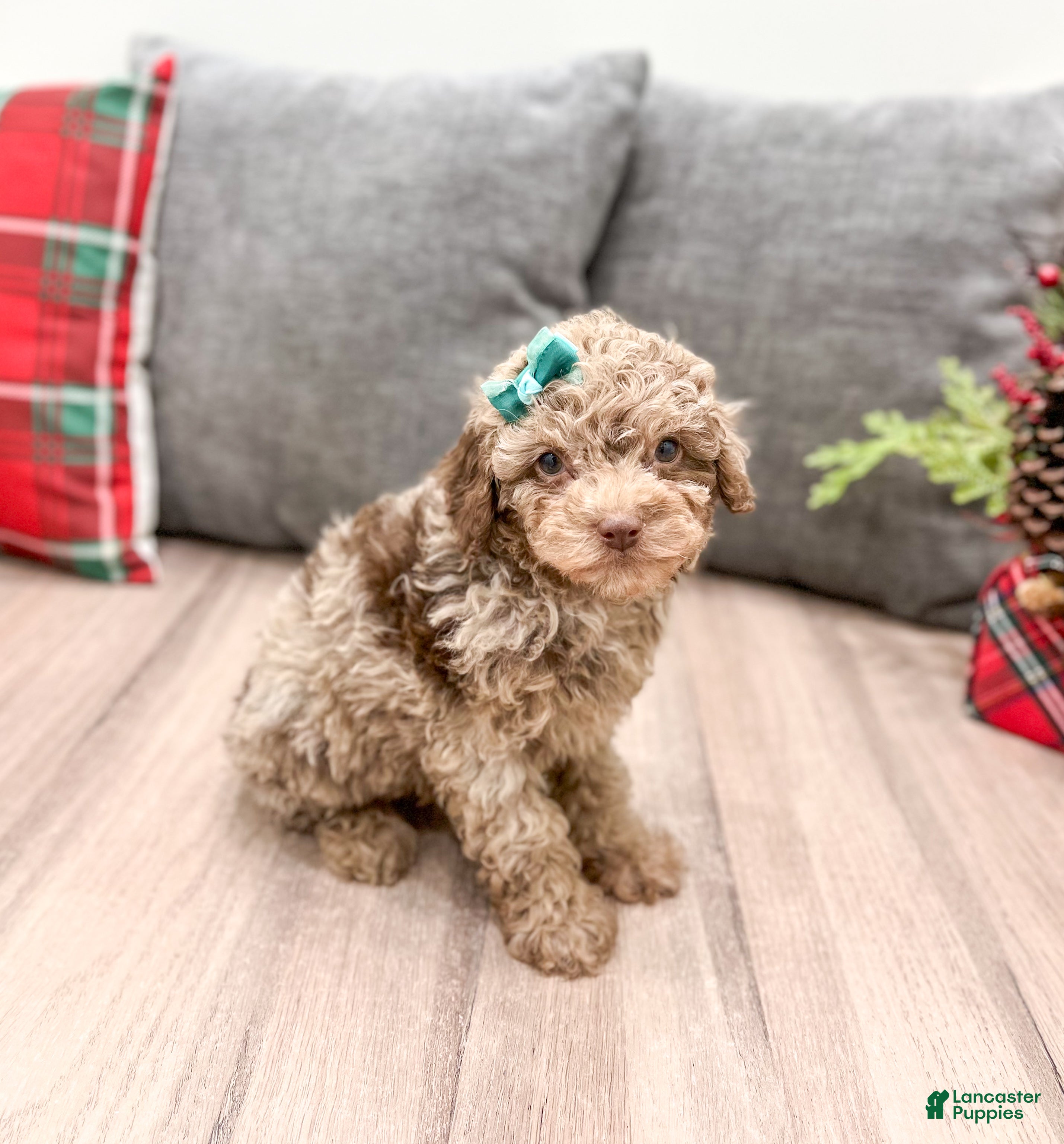 Miniature Poodle dogs Marla - Ad 1