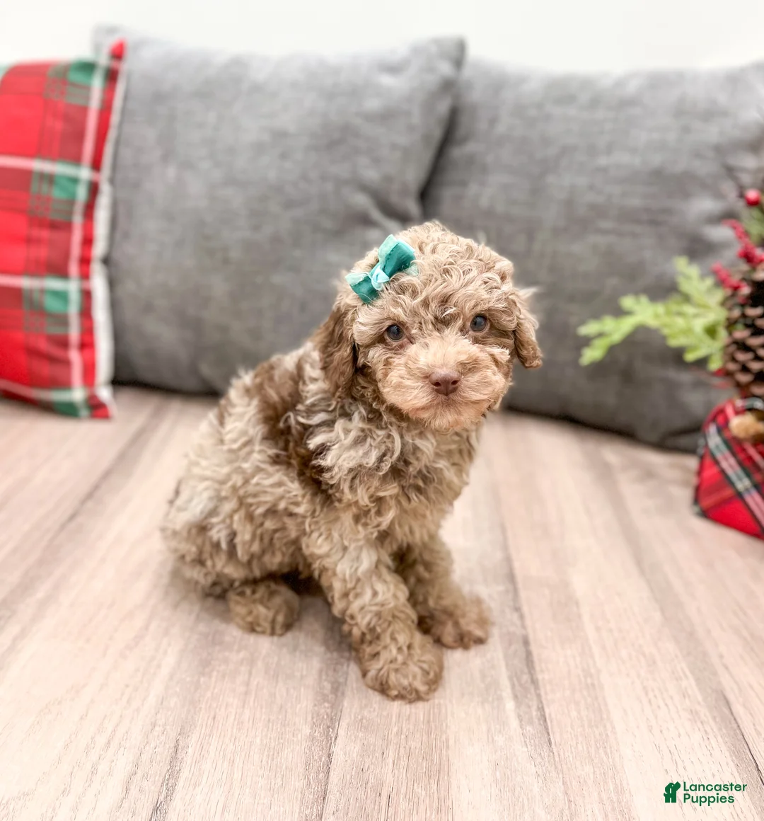 Miniature Poodle dogs for sale: Marla - Ad 4