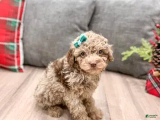 Miniature Poodle dogs for sale: Marla - Ad 2