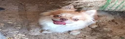 Chihuahua dogs for sale: Chihuahua 1 - Ad 2