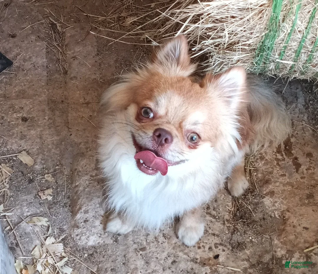 Chihuahua dogs for sale: Chihuahua 1 - Ad 2