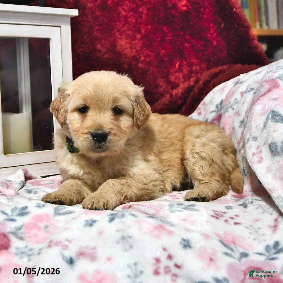 Goldendoodle dogs for sale: Haylee - Ad 7