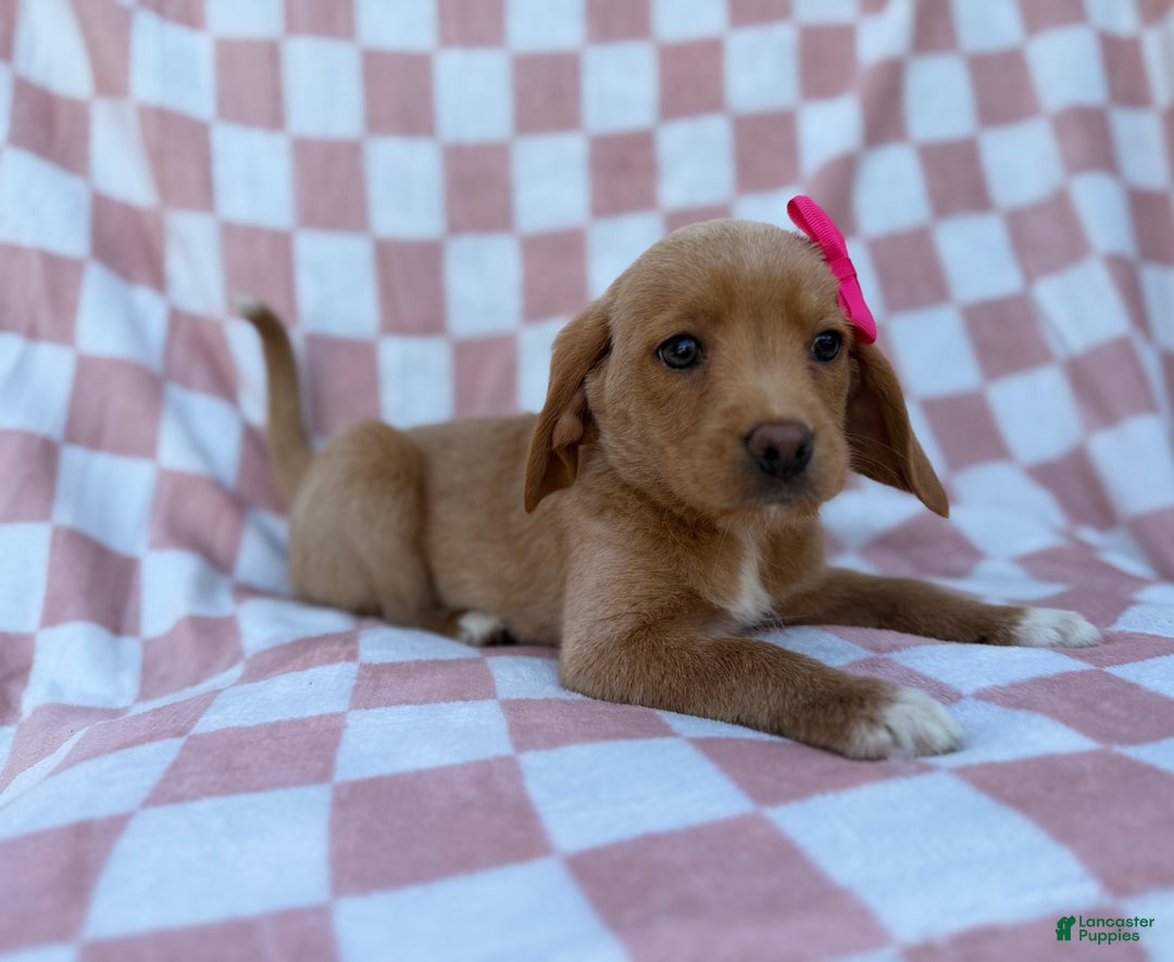 Beagle dogs for sale: Bunny - Ad 6