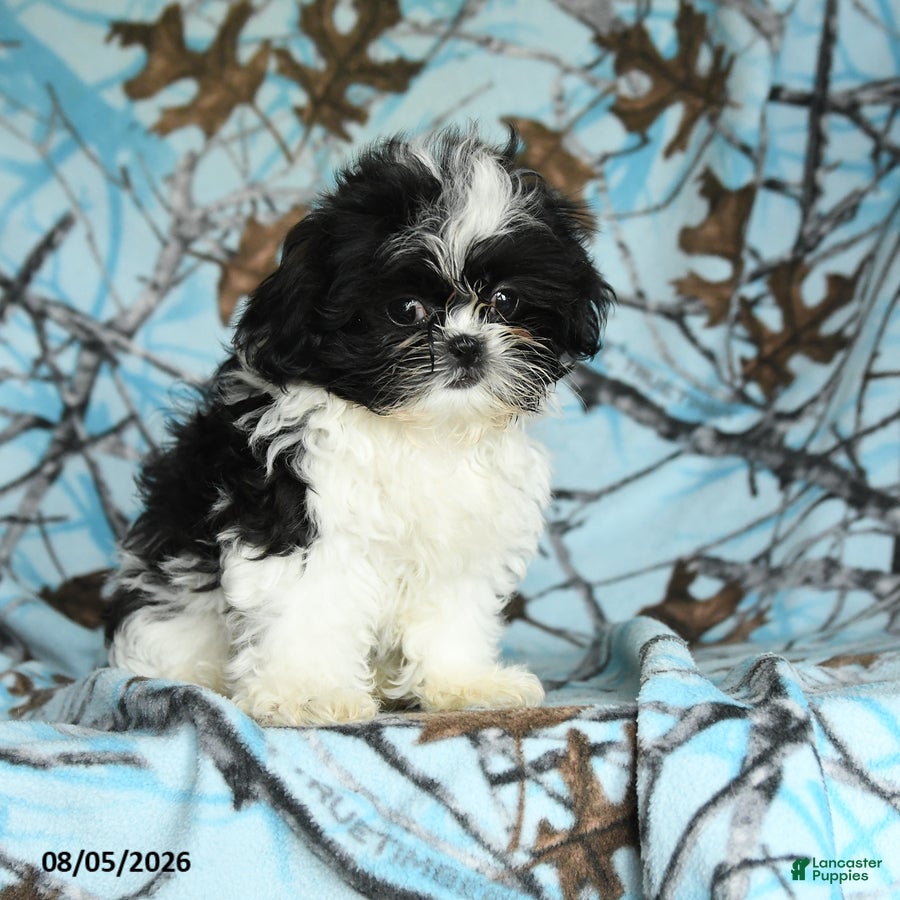Shih Tzu dogs Kolby - Ad 1