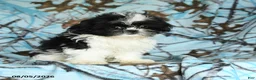Shih Tzu dogs for sale: Kolby - Ad 1