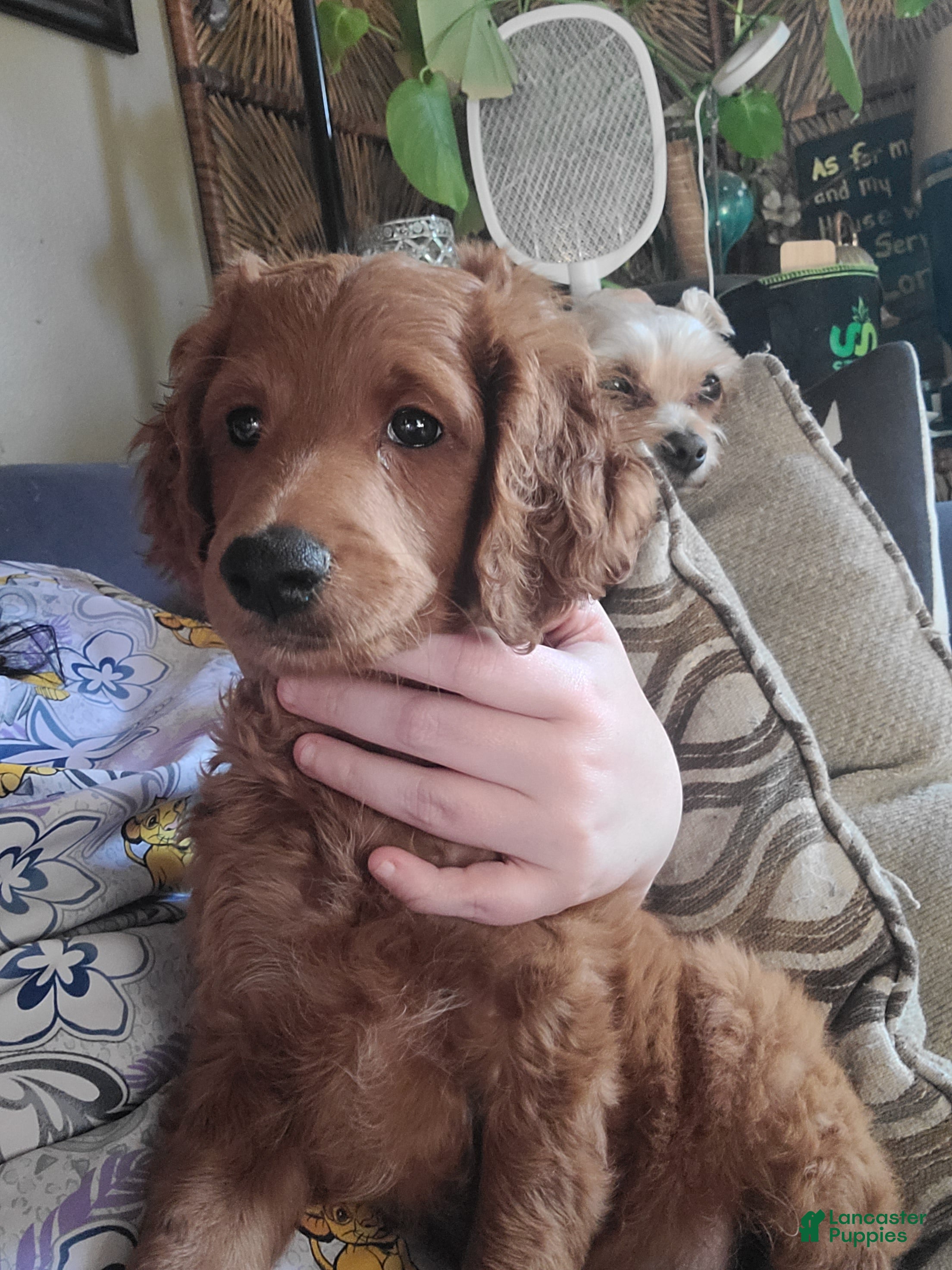 Mini Goldendoodle dogs Mini Goldendoodle Male 2 - Ad 12