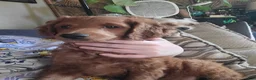 Mini Goldendoodle dogs for sale: Mini Goldendoodle Male 2 - Ad 7