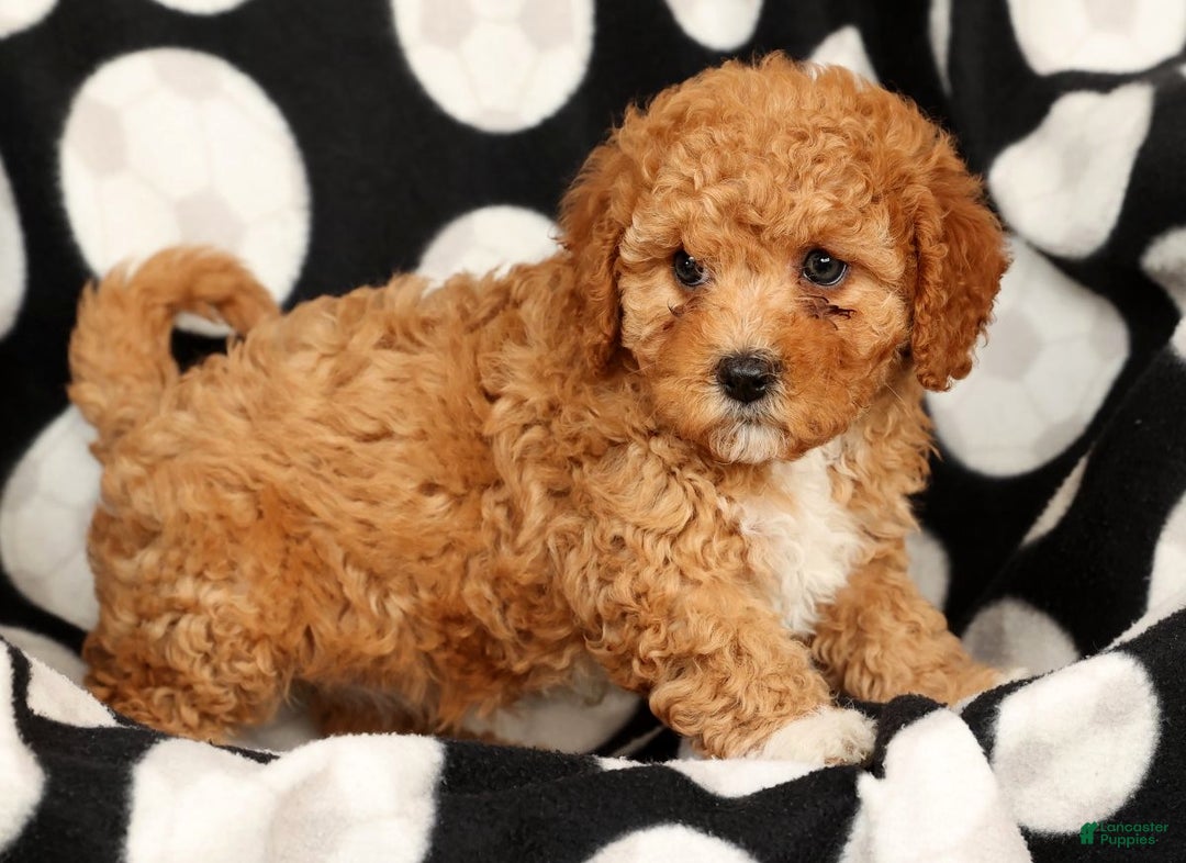 Cavapoo dogs for sale: Janie - Ad 8