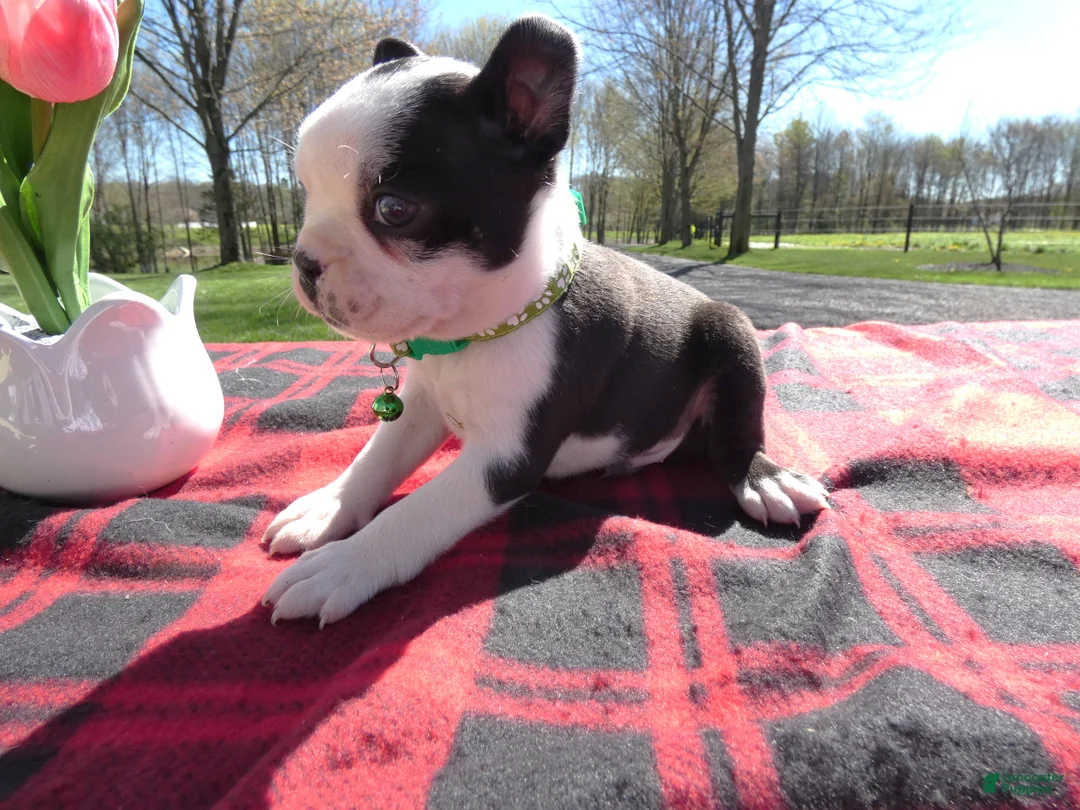 Boston Terrier dogs for sale: Boston Terrier Puppy 2 Malone - Ad 2