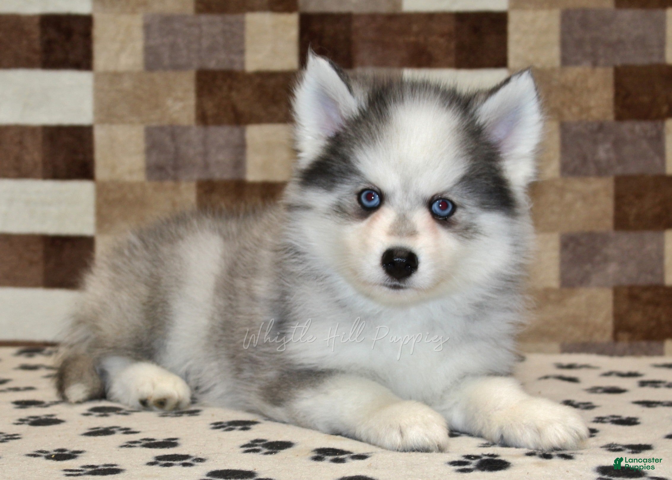 Pomsky dogs Joey - Ad 2