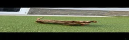 Miniature Dachshund dogs for sale: Marcy - Ad 4