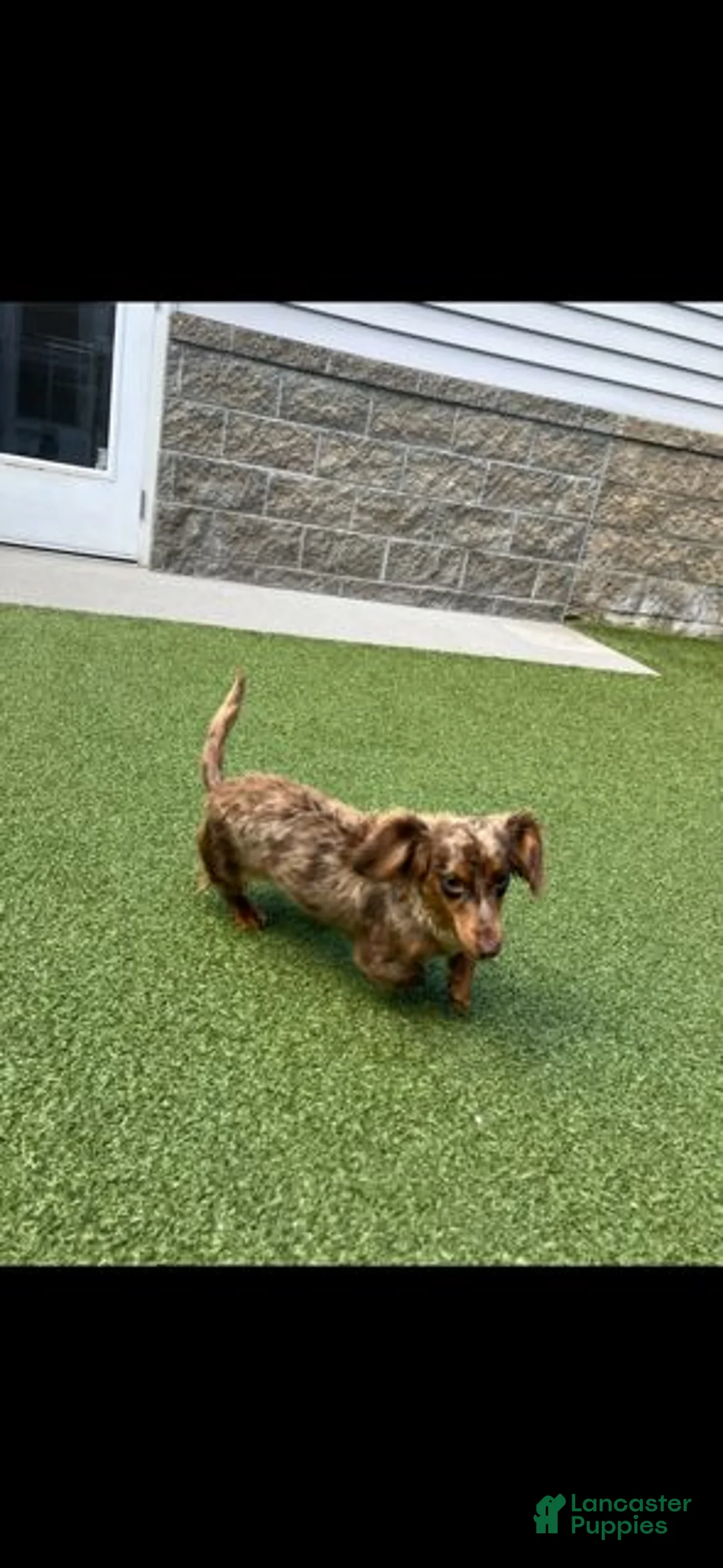 Miniature Dachshund dogs for sale: Marcy - Ad 4