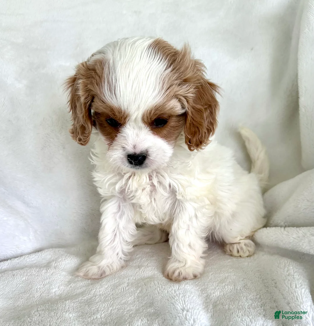 Cavapoo dogs for sale: Bentley 💙 - Ad 2